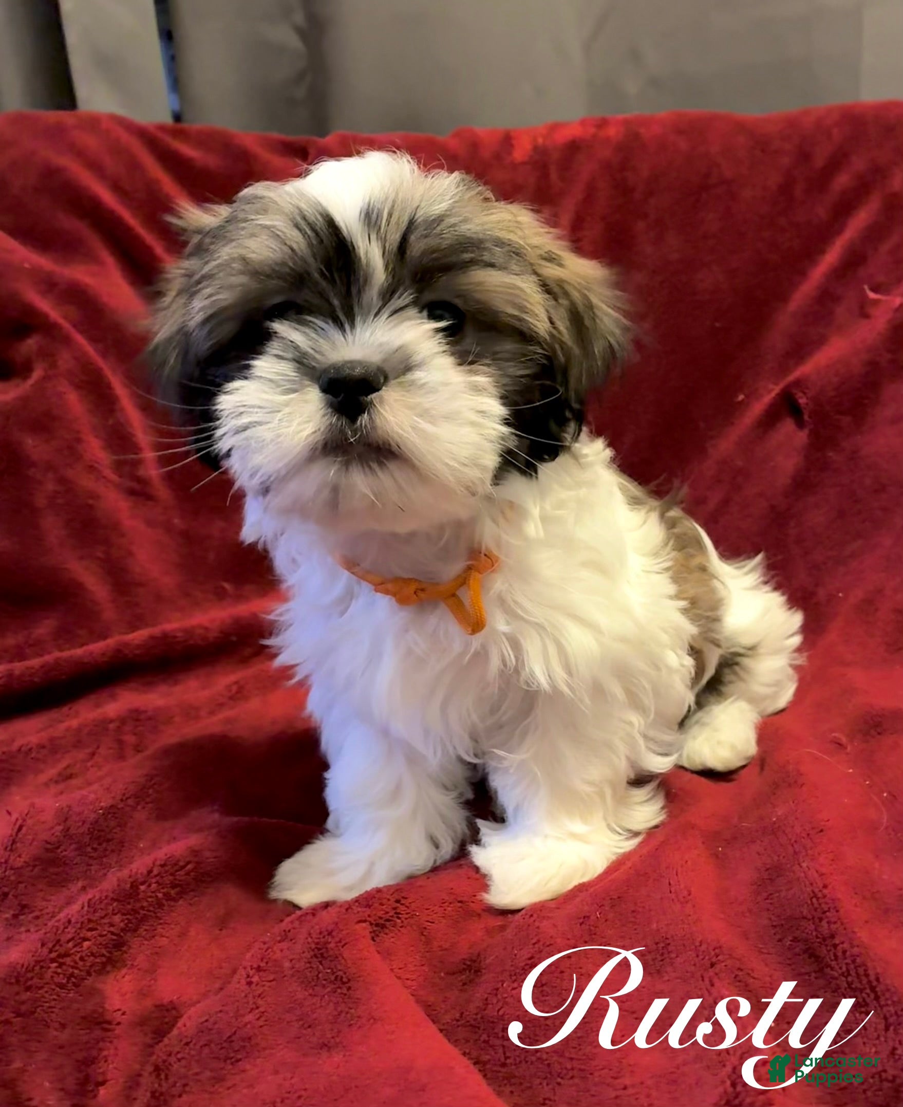 Shih Tzu dogs Rusty - Ad 9