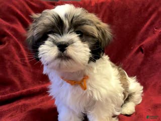 Shih Tzu dogs for sale: Rusty - Ad 3