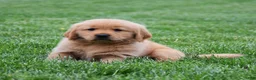 Golden Retriever dogs for sale: Max - Ad 4