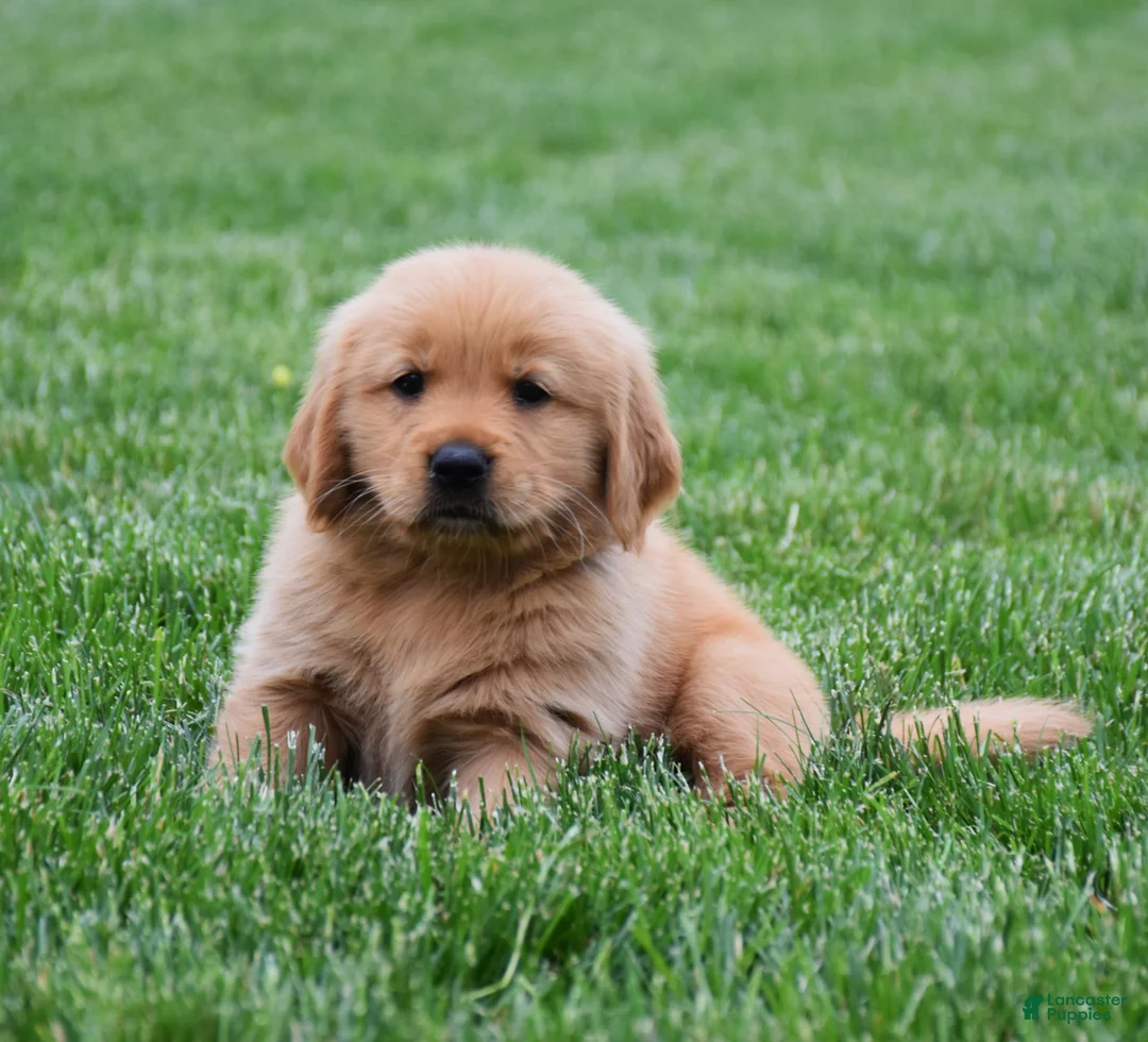 Golden Retriever dogs for sale: Max - Ad 4