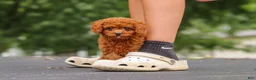 Cavapoo dogs for sale: Wallen - Ad 19