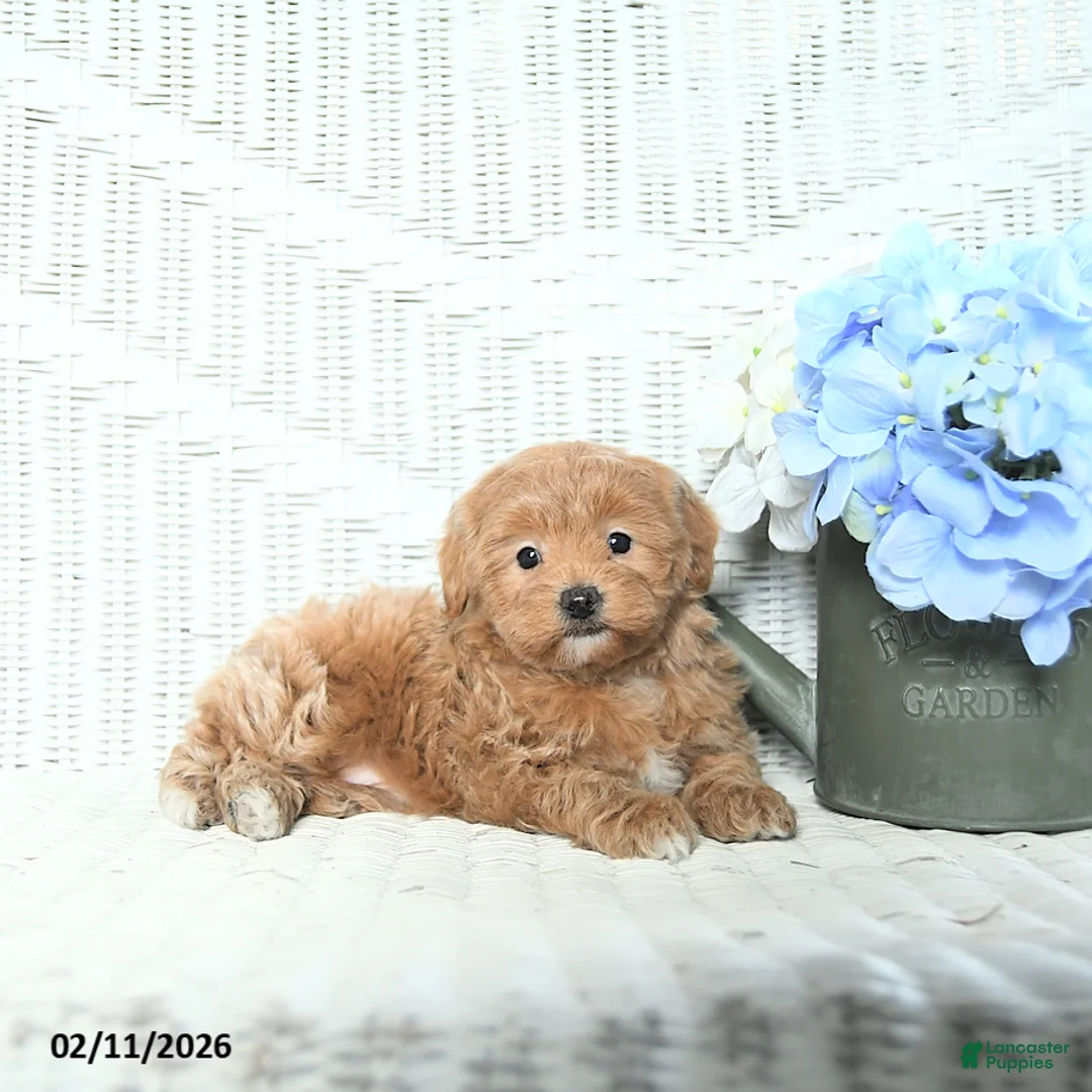 Mini Aussiedoodle dogs for sale: Trixie - Ad 4