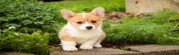 Welsh Corgi Pembroke dogs for sale: Zoey - Ad 6