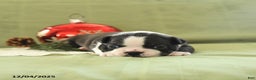 Boston Terrier dogs for sale: Mistletoe - Ad 1
