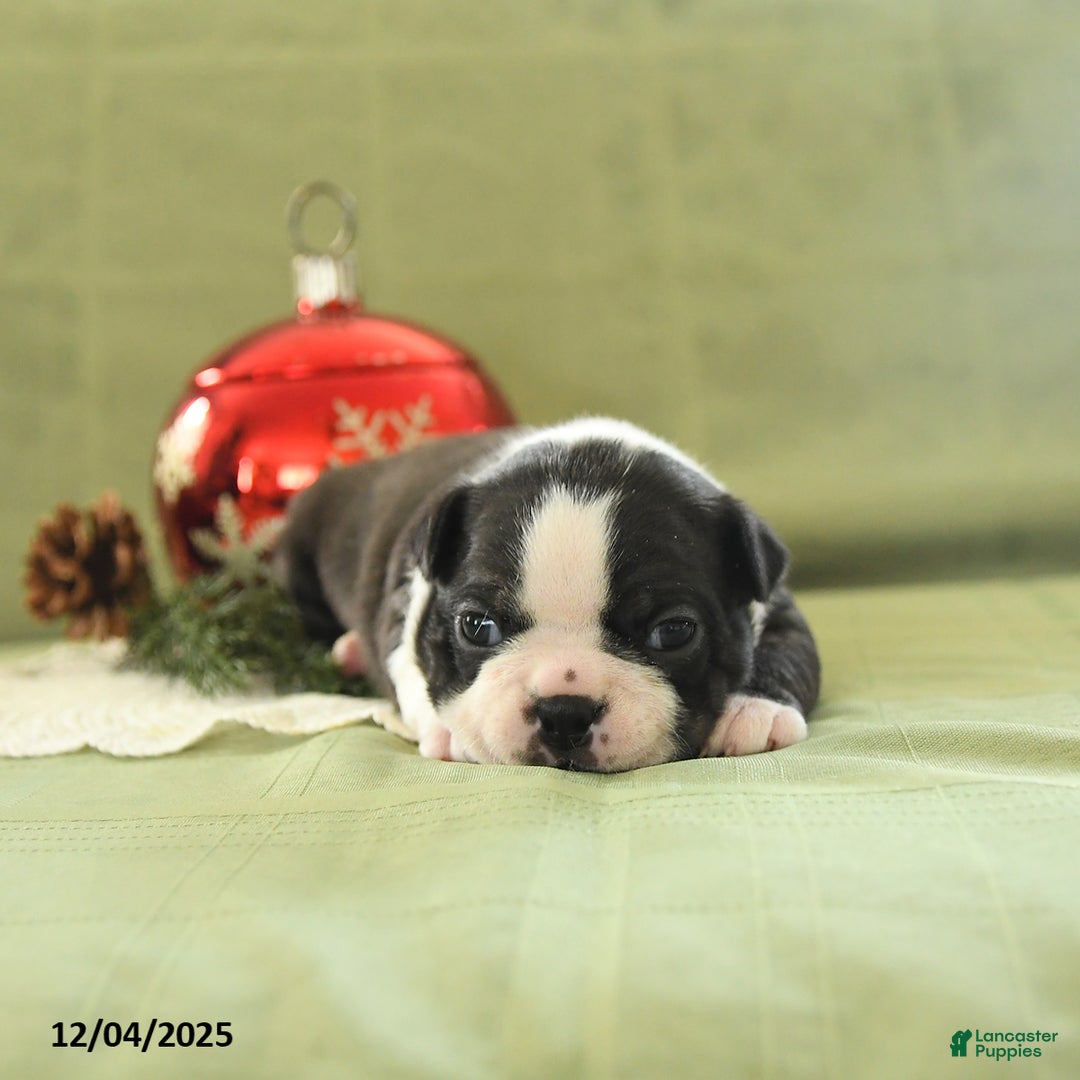 Boston Terrier dogs for sale: Mistletoe - Ad 1