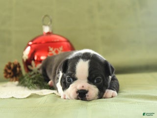 Boston Terrier dogs Mistletoe - Ad 18