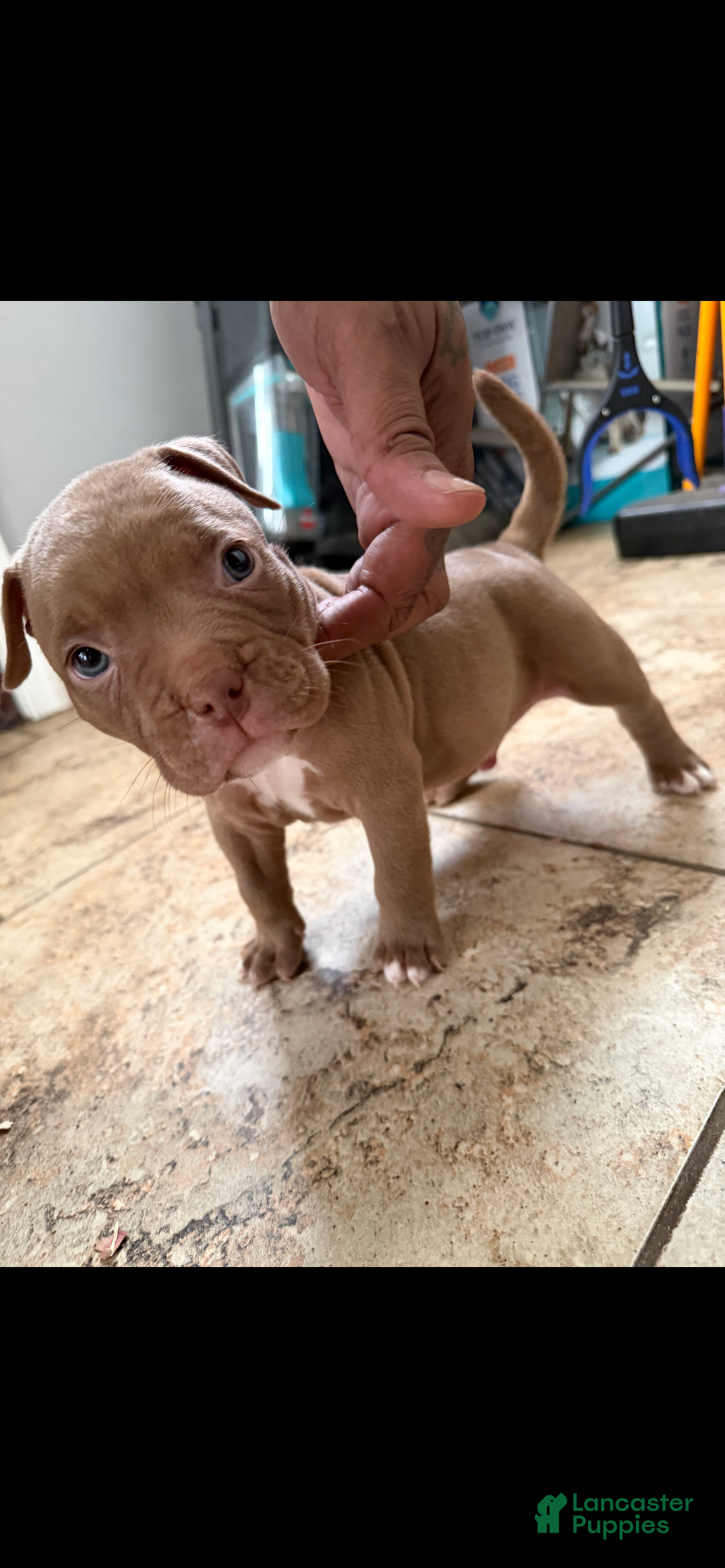 American Bully dogs American Bully 3 - Ad 2
