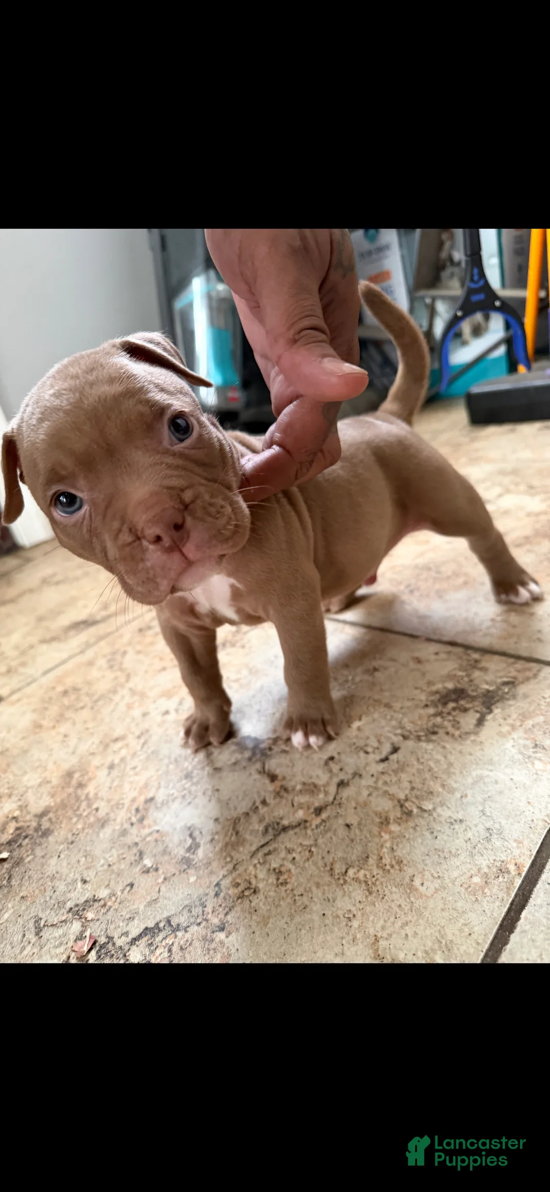 American Bully dogs for sale: American Bully 3 - Ad 1