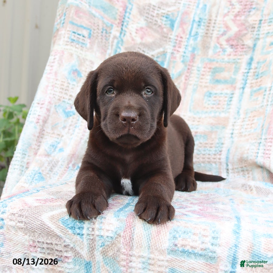 Labrador Retriever dogs Bruno - Ad 1