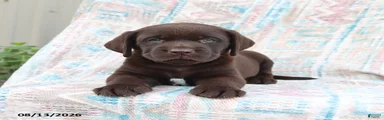 Bruno