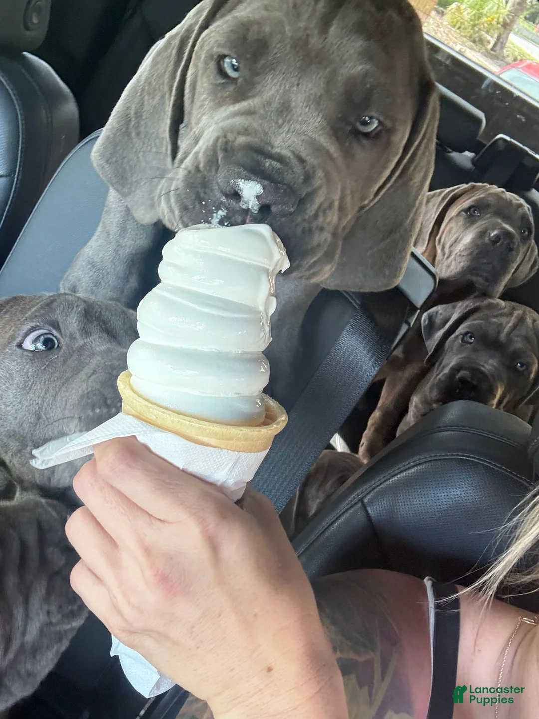 Cane Corso dogs for sale: Cane Corso 5 Yellow Girl - Ad 1