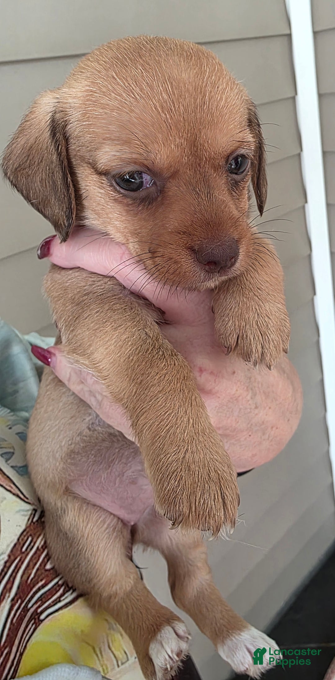 Mixed Breed dogs for sale: Ginger - Ad 5