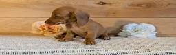 Miniature Dachshund dogs for sale: Honey - Ad 9