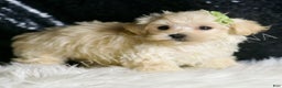 Maltipoo dogs for sale: Dalton - Ad 1