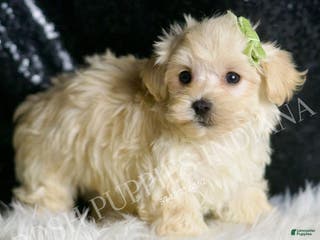 Maltipoo dogs Dalton - Ad 30