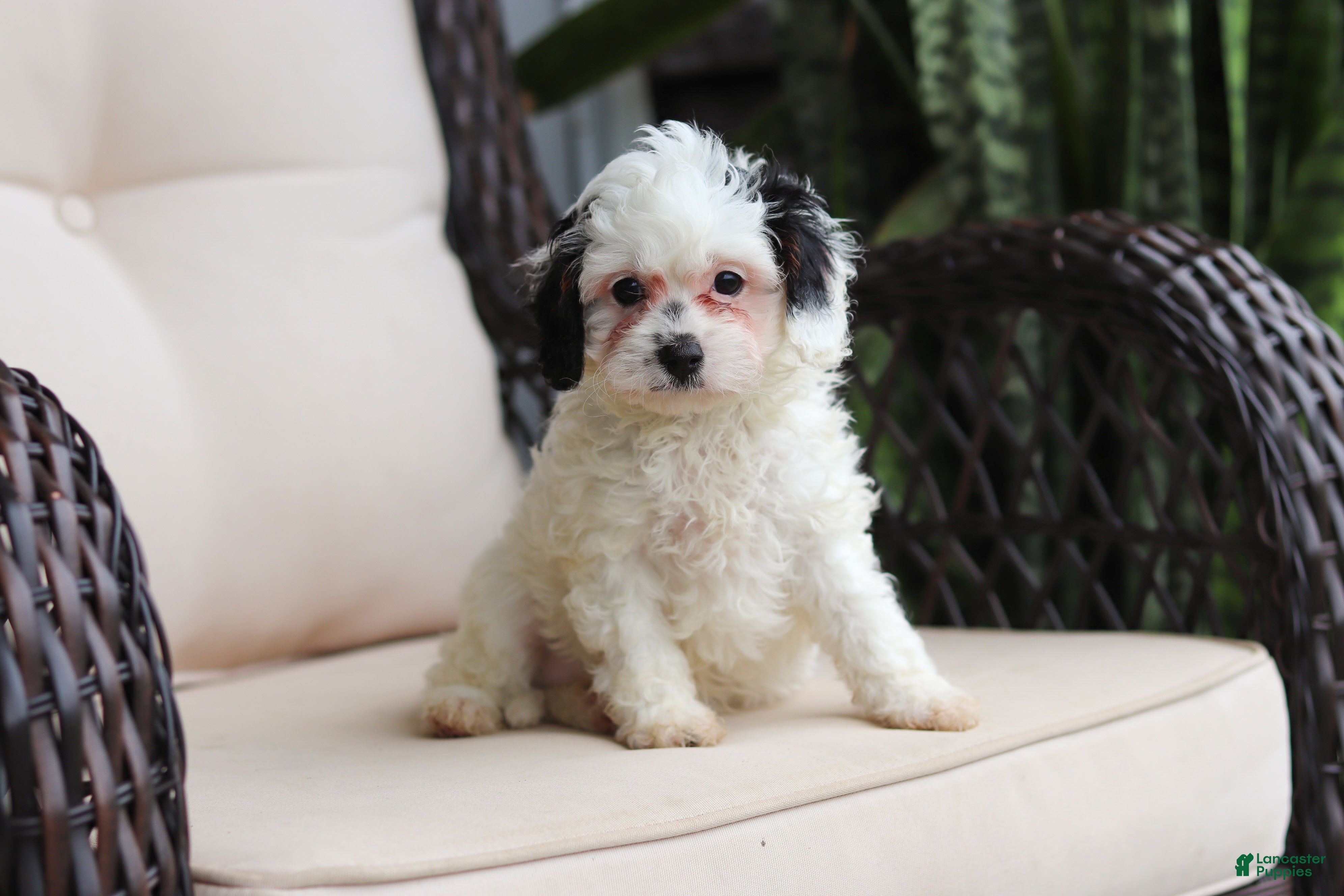 Cavapoo dogs Jordan - Ad 1