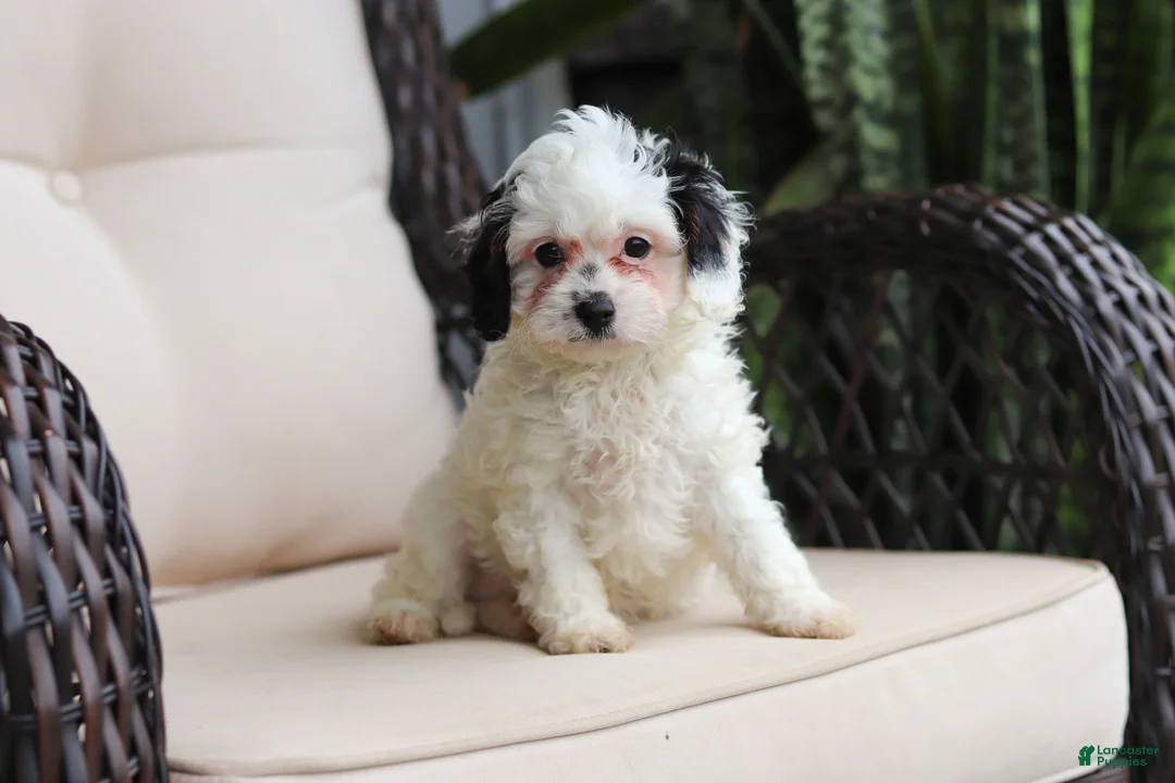 Cavapoo dogs for sale: Jordan - Ad 1