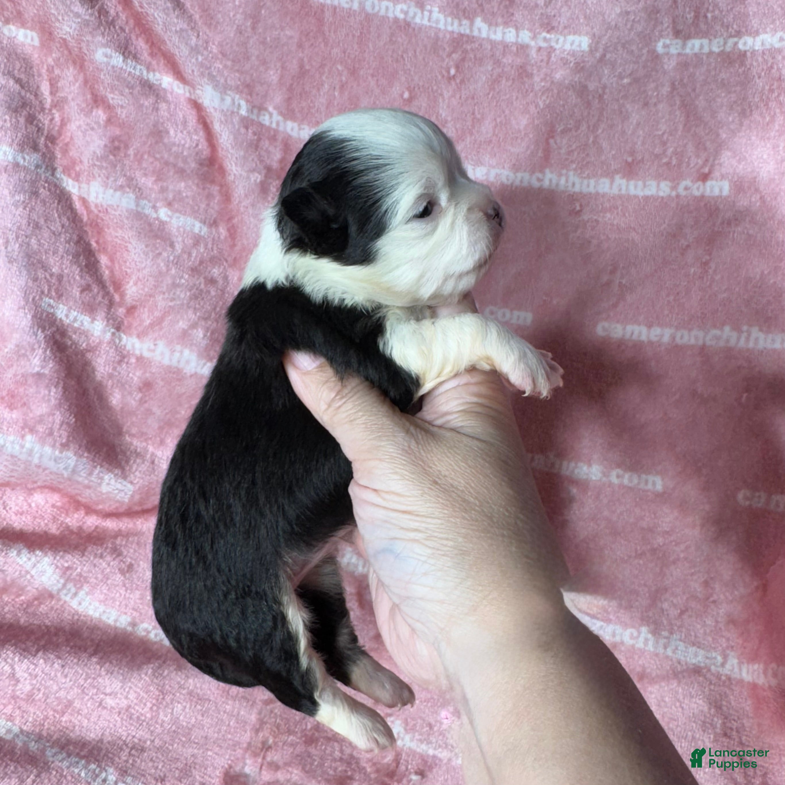 Chihuahua dogs for sale: EllieMay Long Coat  - Ad 1