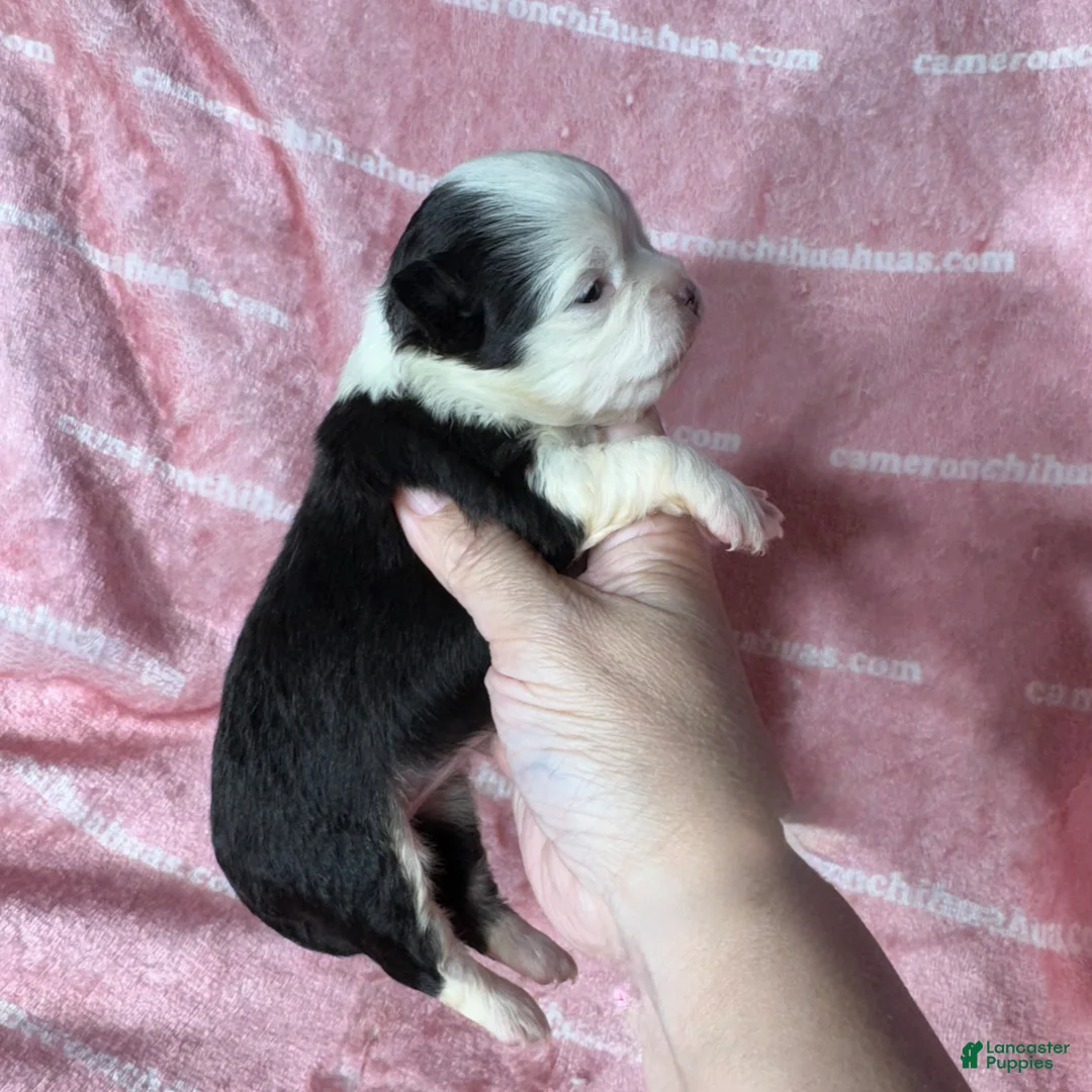 Chihuahua dogs for sale: EllieMay Long Coat  - Ad 1