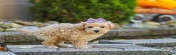 Maltipoo dogs for sale: Wren - Ad 4