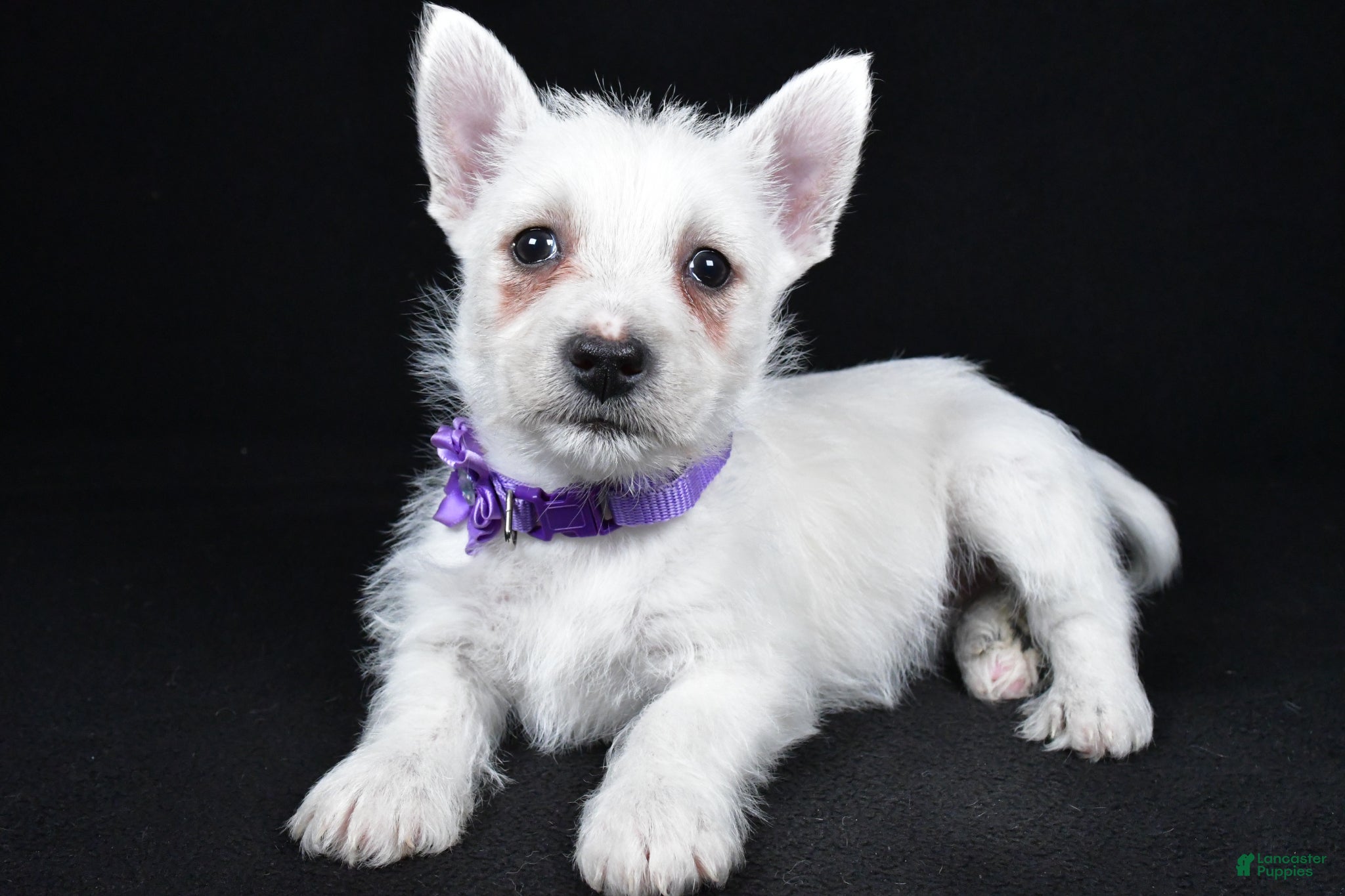 West Highland Terrier dogs Layla - Ad 2