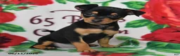 Chihuahua dogs for sale: Jasper - Ad 3