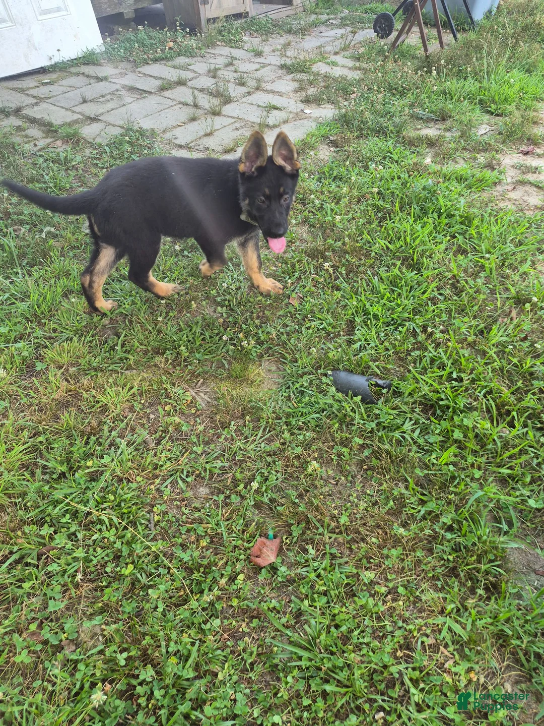 German Shepherd dogs for sale: German Shepherd 1 - Ad 2