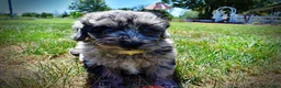 Havapoo dogs for sale: Indy - Ad 20