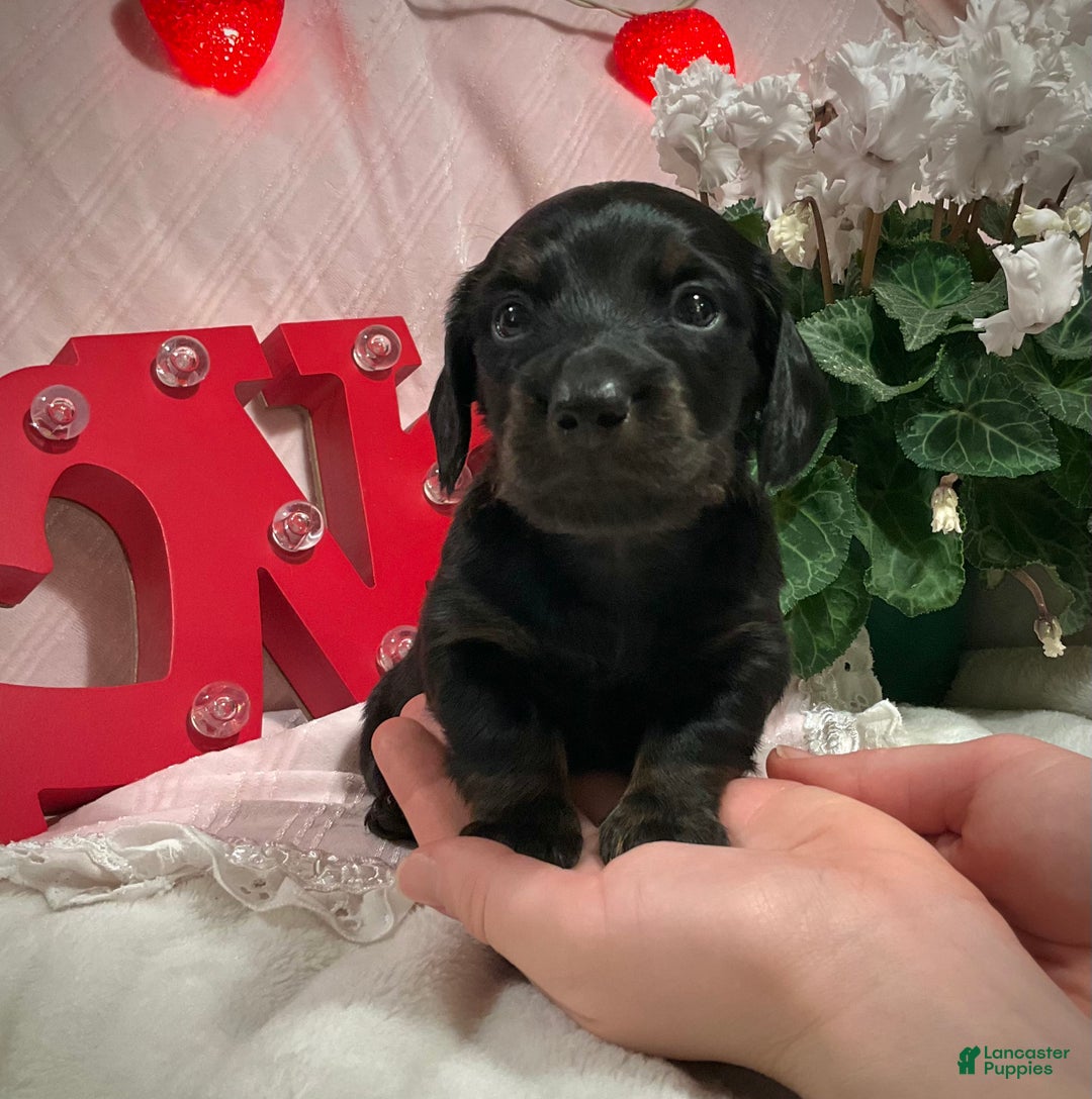 Miniature Dachshund dogs for sale: Leo - Ad 1