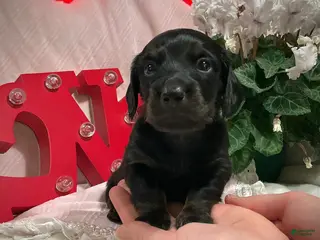 Miniature Dachshund dogs Leo - Ad 25