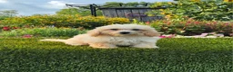Havapoo dogs for sale: Aurora - Ad 9