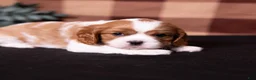 Cavalier King Charles Spaniel dogs for sale: George - Ad 5