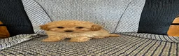 Mixed Breed dogs for sale: Tulip - Ad 3