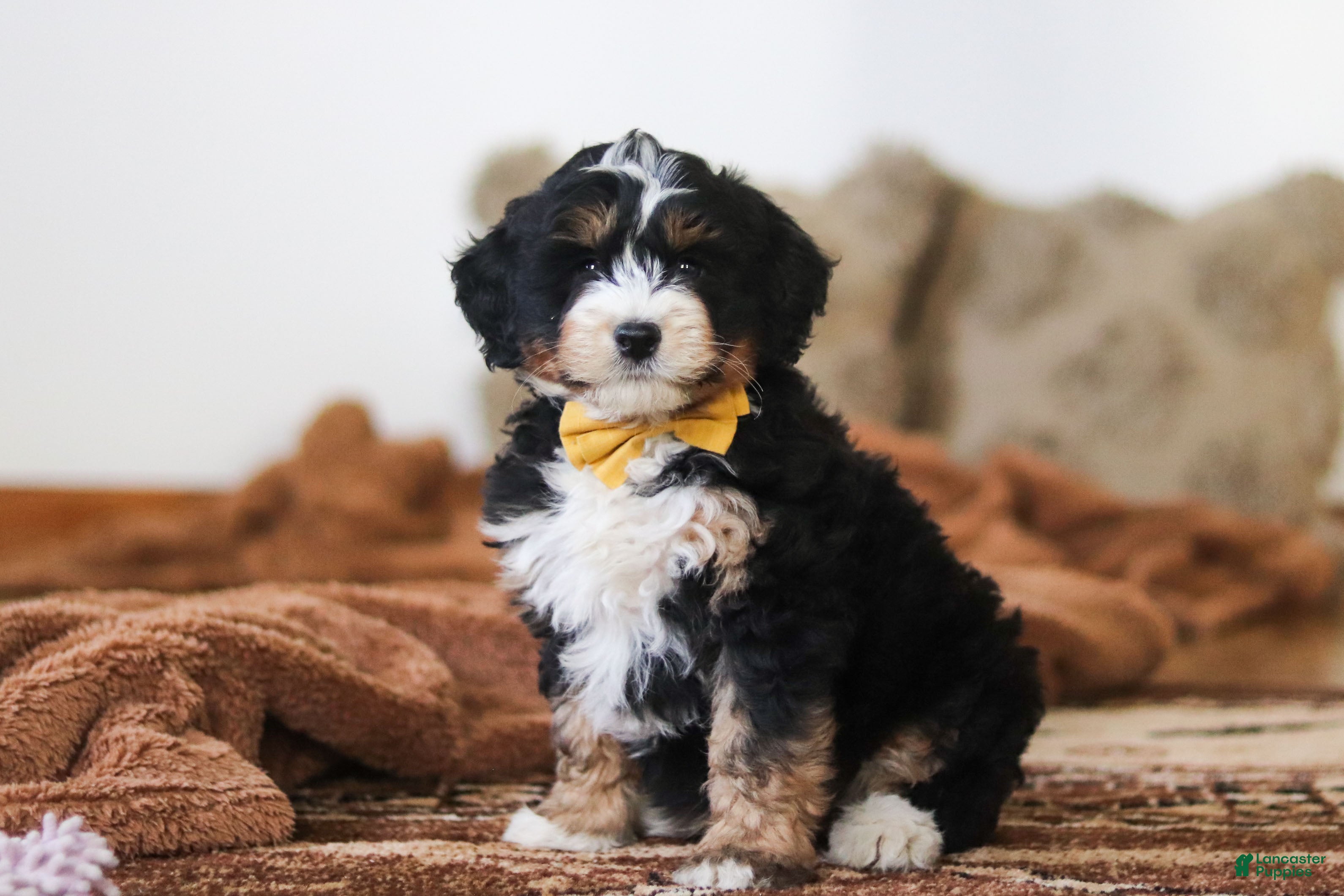 Mini Bernedoodle dogs for sale: Bruce - Ad 3