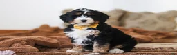 Mini Bernedoodle dogs for sale: Bruce - Ad 1