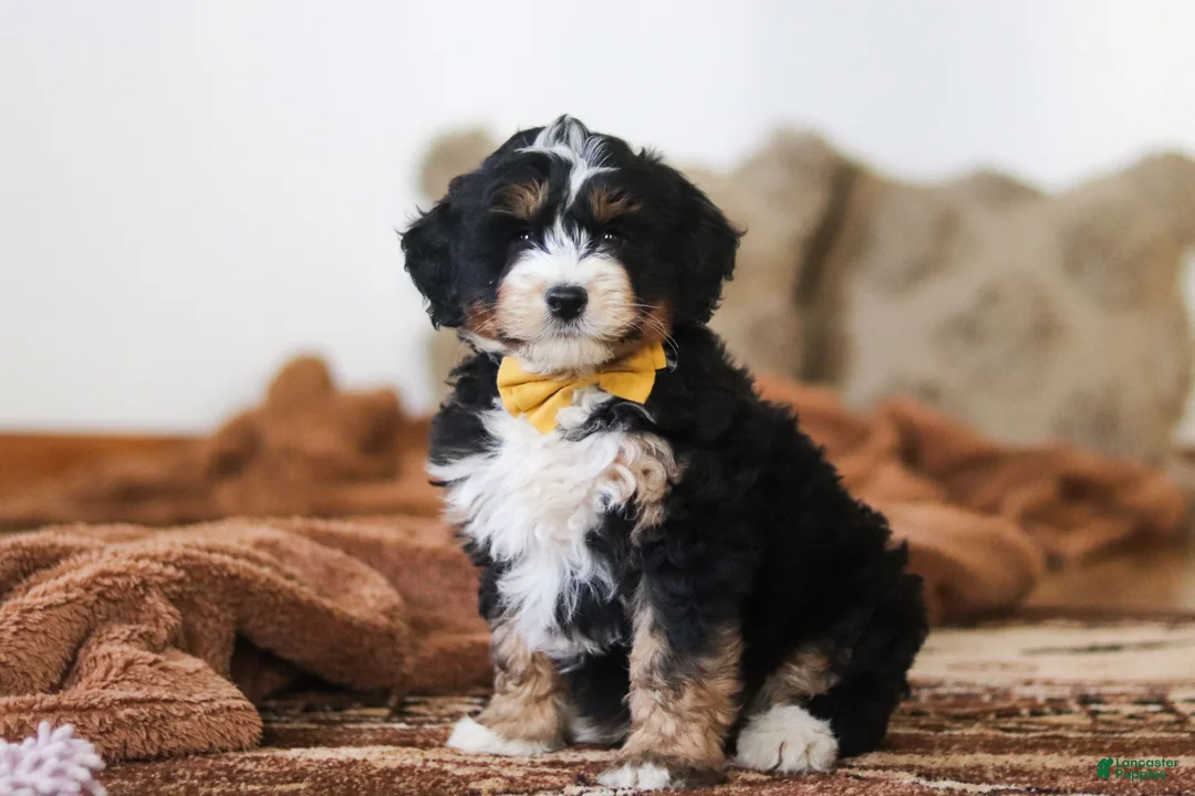 Mini Bernedoodle dogs for sale: Bruce - Ad 1