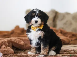 Mini Bernedoodle dogs for sale: Bruce - Ad 3