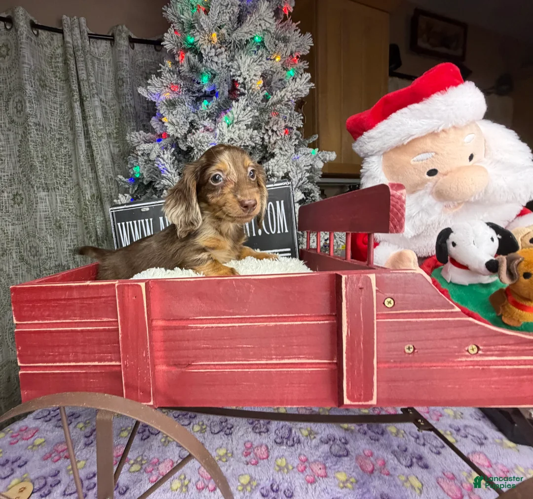 Miniature Dachshund dogs for sale: AKC Russian pra clear - Ad 50