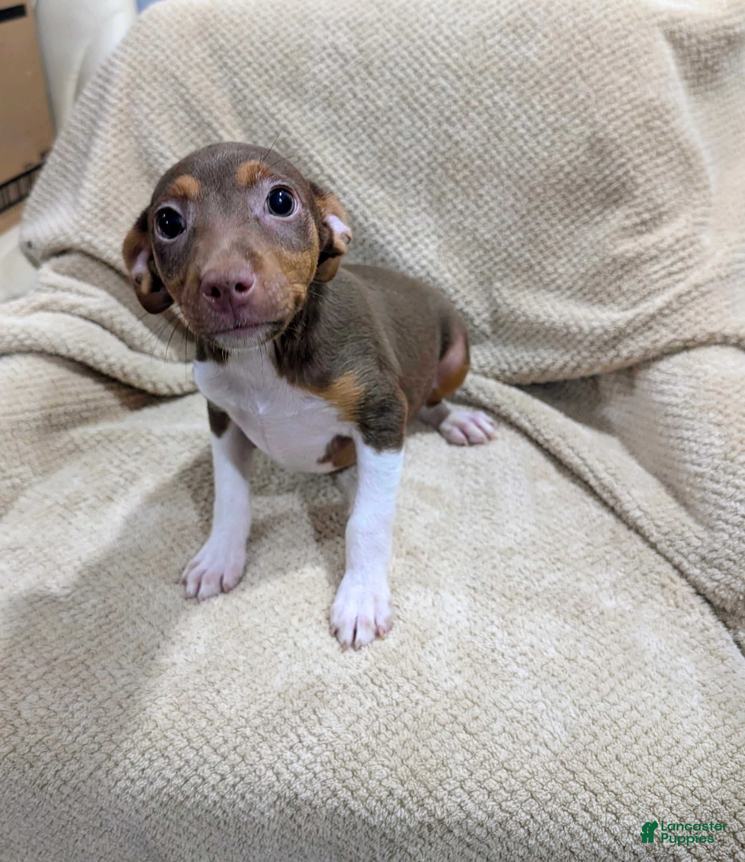 Rat Terrier dogs for sale: Jason - Mini Rat  - Ad 2