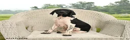 German Shorthaired Pointer dogs for sale: Rover  - Ad 1