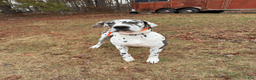 Great Dane dogs for sale: Great Dane Puppy 3 - Ad 3