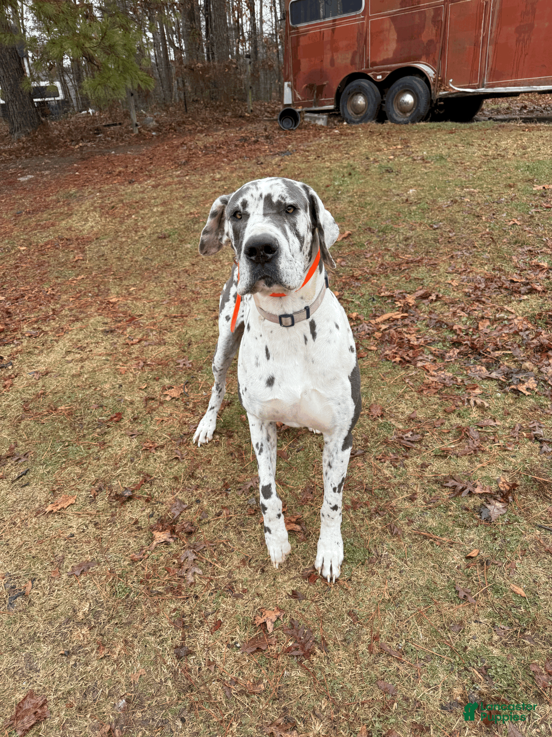 Great Dane dogs for sale: Great Dane Puppy 3 - Ad 3