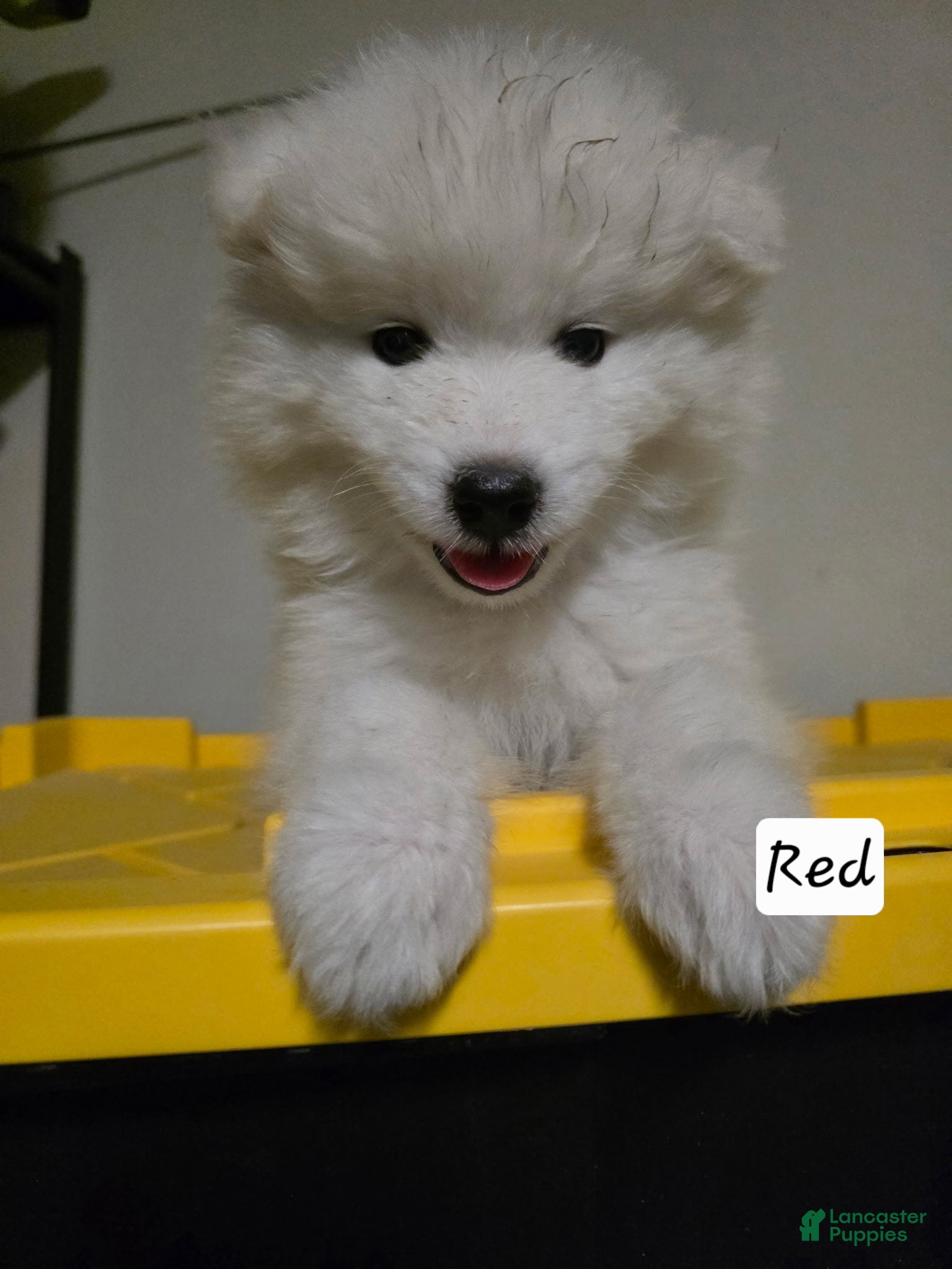 Samoyed dogs Samoyed 5 - Ad 10