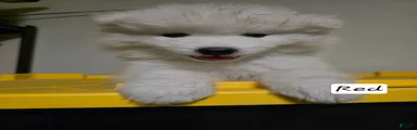 Samoyed 5