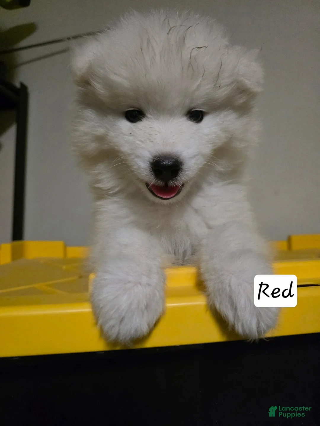 Samoyed dogs for sale: Samoyed 5 - Ad 1