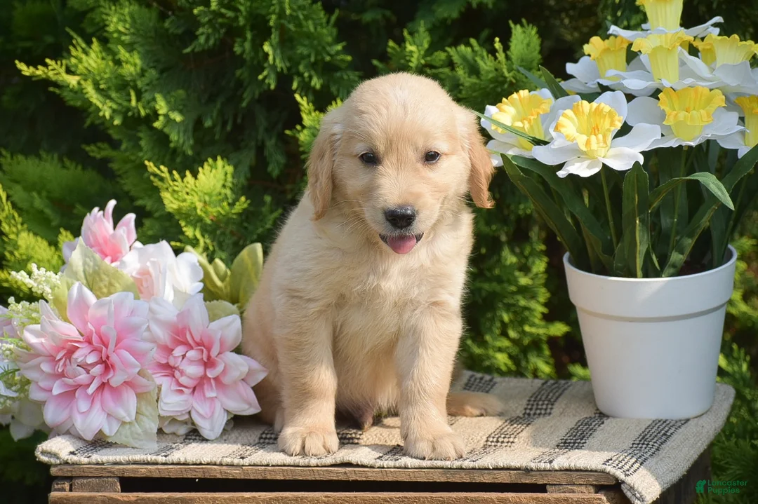Golden Retriever dogs for sale: Rover - Ad 1