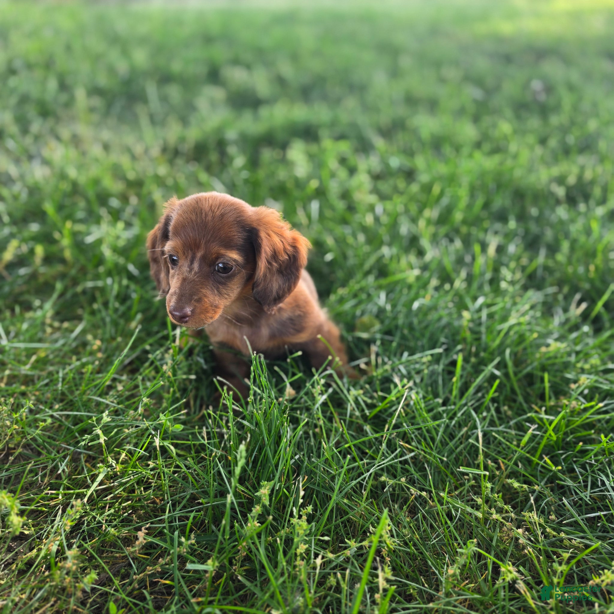 Miniature Dachshund dogs Callie - Ad 2
