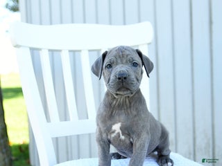 Mixed Breed dogs - Ad 2