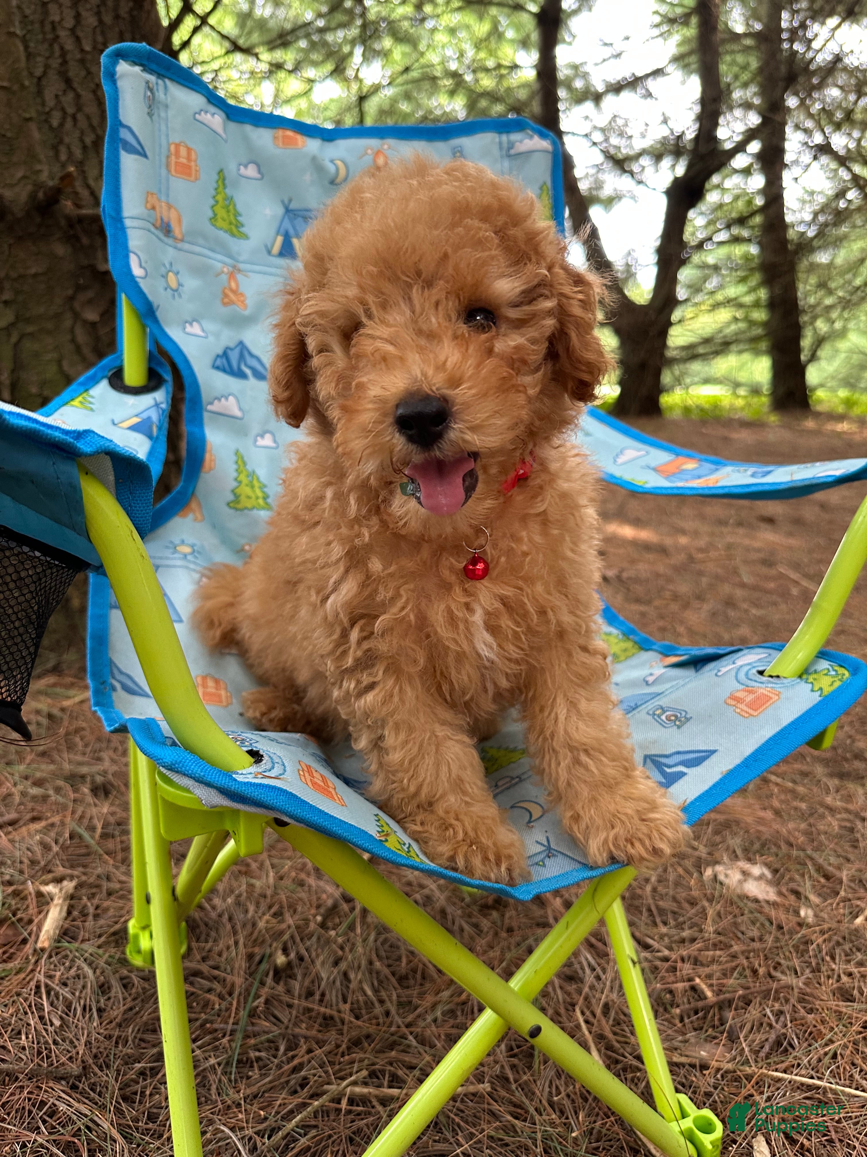 Miniature Poodle dogs Sammy - Ad 2