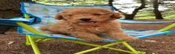 Miniature Poodle dogs for sale: Sammy - Ad 8